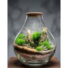 Terrarium Dakry