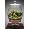 Terrarium Jar